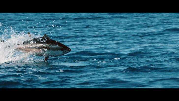 Un thon rouge survolant l'eau